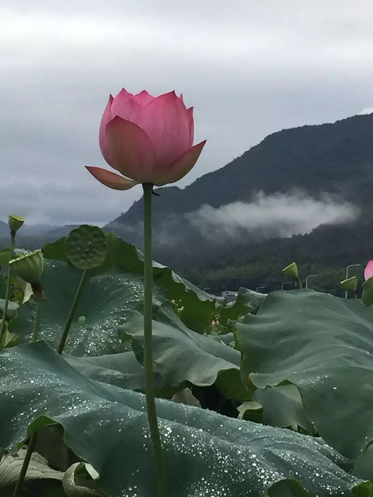 谢丽芬-荷深水风阔，雨过清香发.jpg